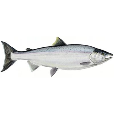Decal Coho Salmon .51" x 1.48" (C502)
