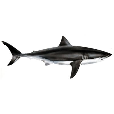 Decal Great White .90" x 2.31" (C463)