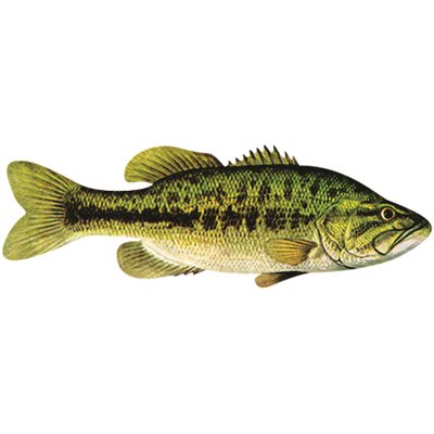 Decal Largemouth Bass .42" x 1.27" (C403)