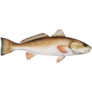 Decal Redfish (Red Drum) .59" x 1.61" (C420)