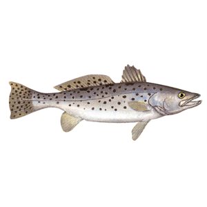 Decal Sea Trout .61" x 1.56" (C433)
