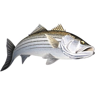 Decal Striped Bass (Action1) .76" x 1.51" (C476)
