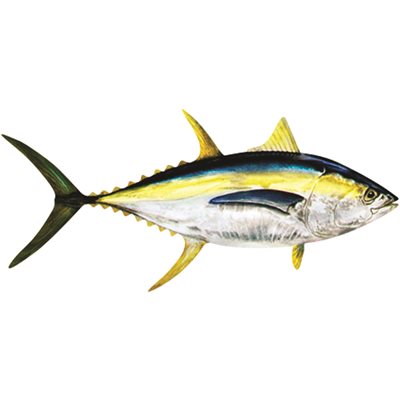 Decal Yellowfin Tuna .88" x 1.89" (C438)